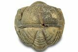 Wide Enrolled Morocops Trilobite - Morocco #310754-2